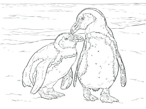 480x360 Baby Penguin Coloring Pages Two Penguins Cute Baby Penguin