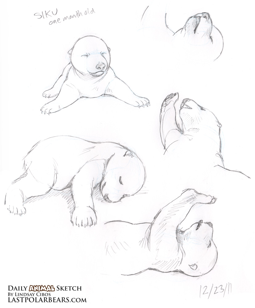 828x1000 Daily Animal Sketch Baby Polar Bear Siku Last Of The Polar Bears