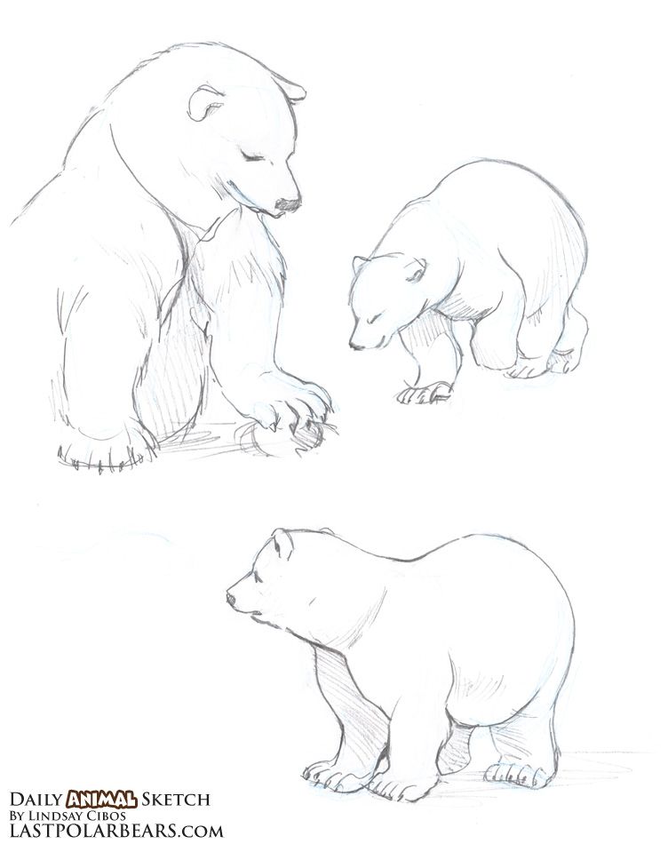 752x950 The Last Of The Polar Bears