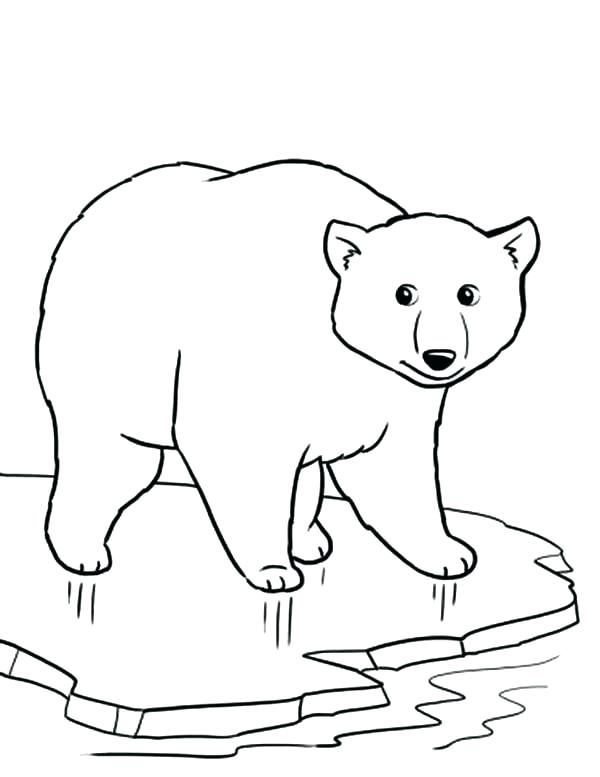 600x777 Top Rated Polar Bear Coloring Pages Images Polar Bears Printable