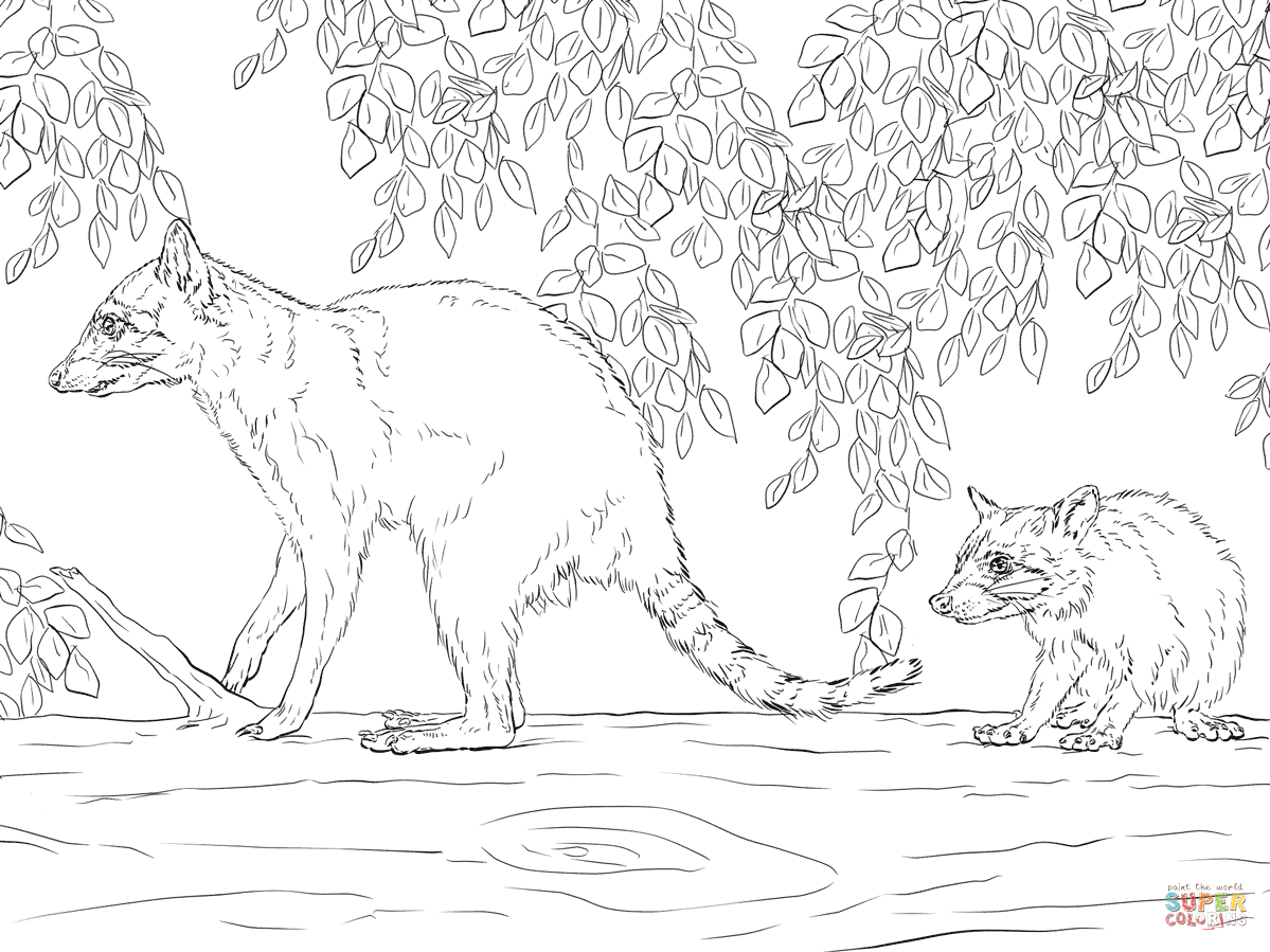 1199x899 Mother And Baby Raccoon Coloring Page Free Printable Coloring Pages