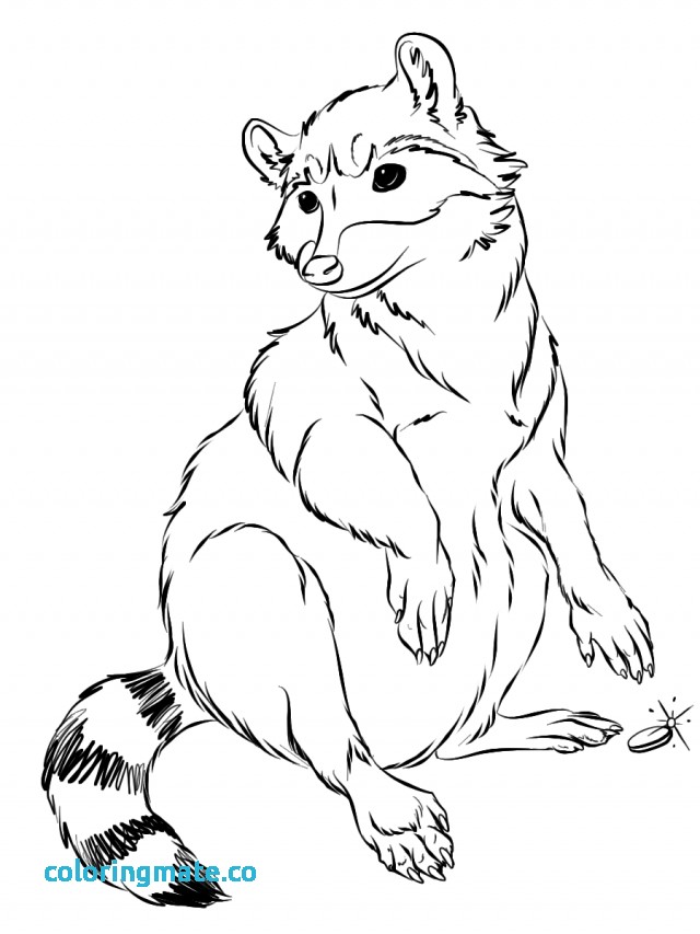 640x853 Raccoon Coloring Page Lovely Common Raccoon Clipart Clipground