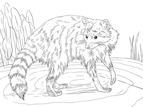 480x360 Raccoon Looking Back Coloring Page Free Printable Coloring Pages