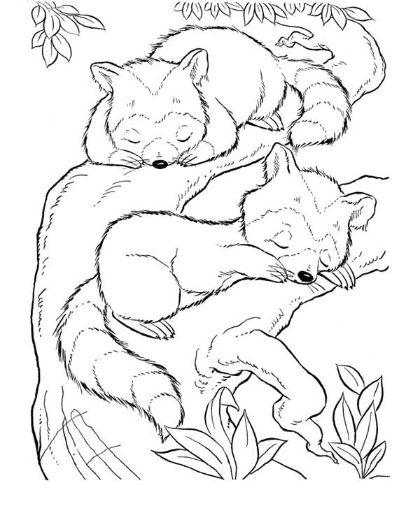 600x734 Two Baby Raccoon Coloring Page Coloring Pages Baby