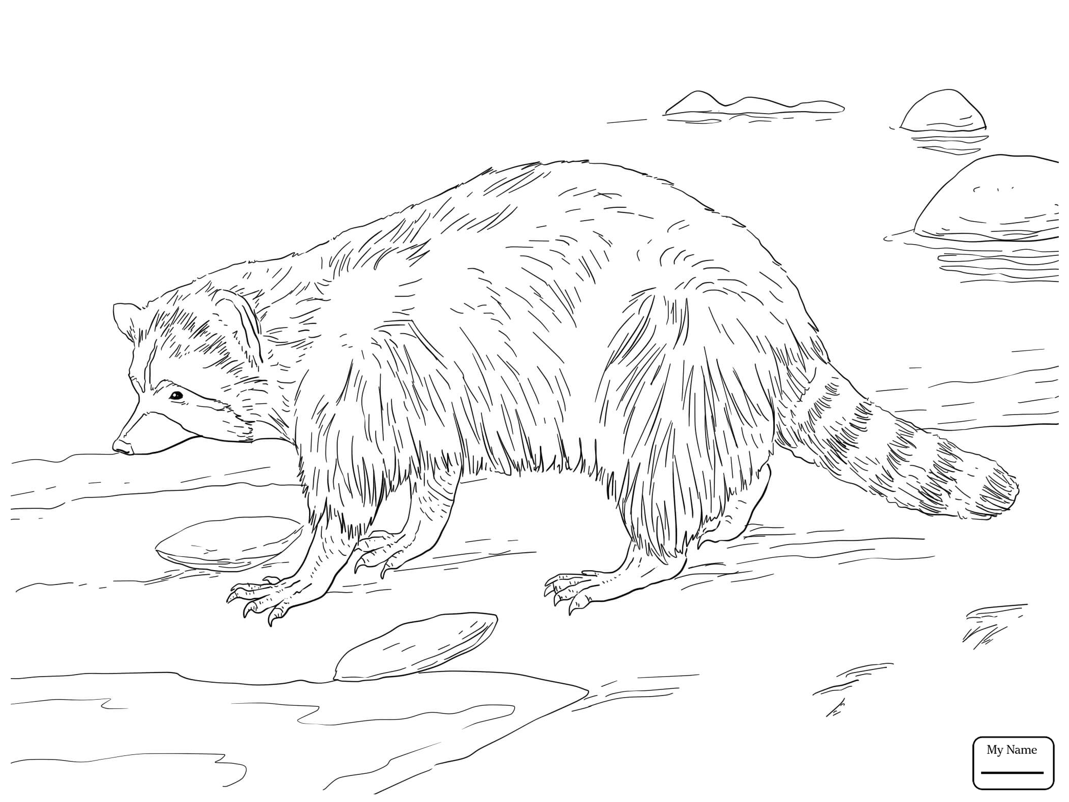 2089x1567 Coloring Pages Mother And Baby Raccoon Raccoons Mammals