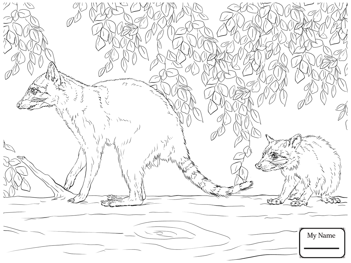 1223x917 Coloring Pages Mammals North American Raccoon