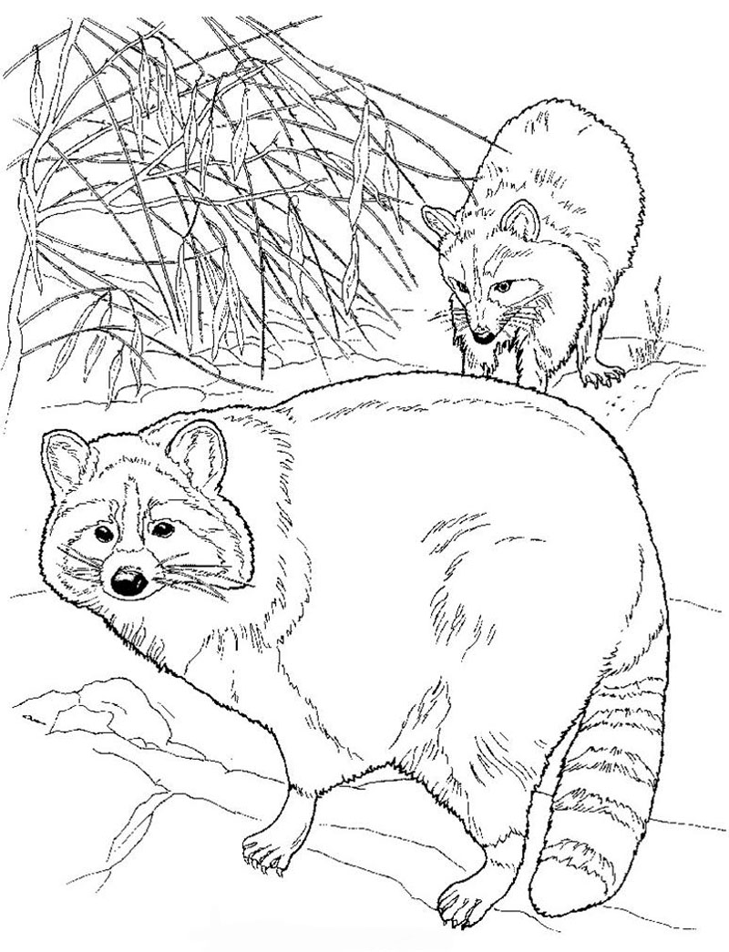 800x1045 Coloring Pages Impressive Raccoon Coloring Pages Raccooncolor