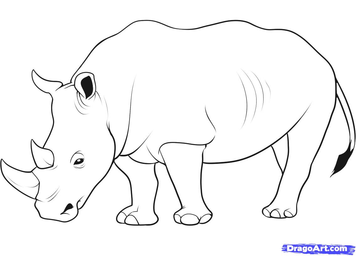 1135x817 I Can Draw Rhino Step 11. How To Draw A Rhino Projects To Try