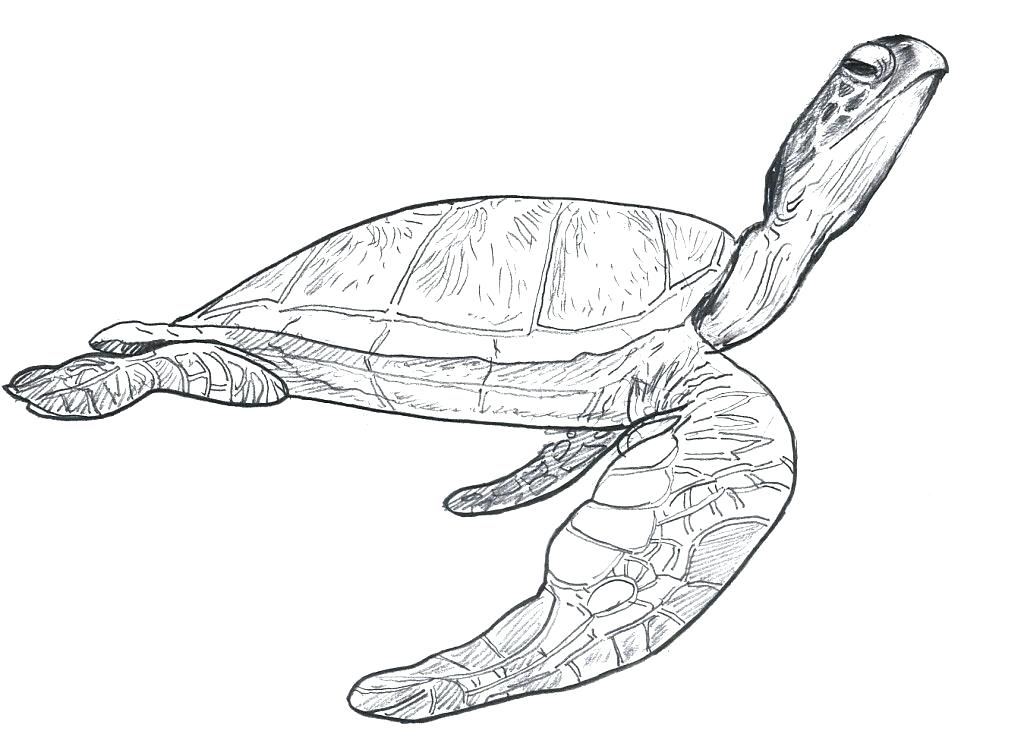 1024x756 Green Sea Turtle Coloring Page Coloring Pages Of Sea Turtles