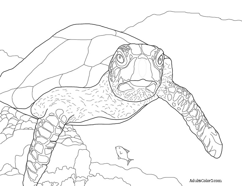 792x608 Sea Turtle Coloring Page Help Hawksbills