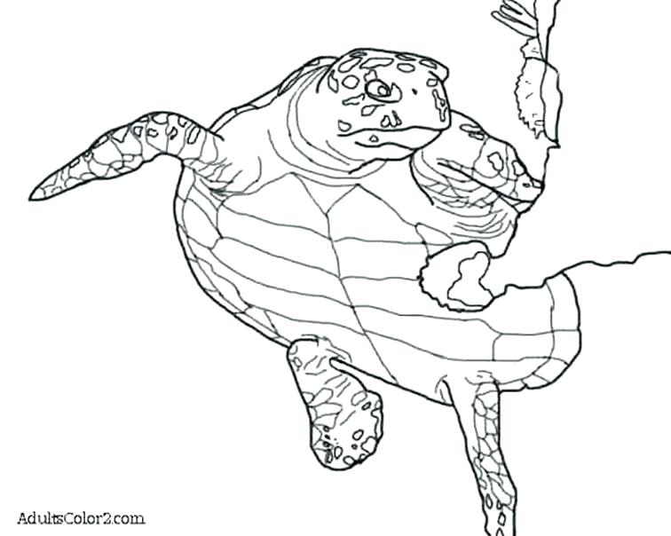 756x604 Sea Turtles Coloring Pages Three Sea Turtles Coloring Page Cartoon