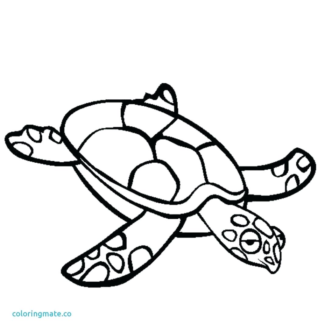 Baby Sea Turtle Drawing at GetDrawings | Free download