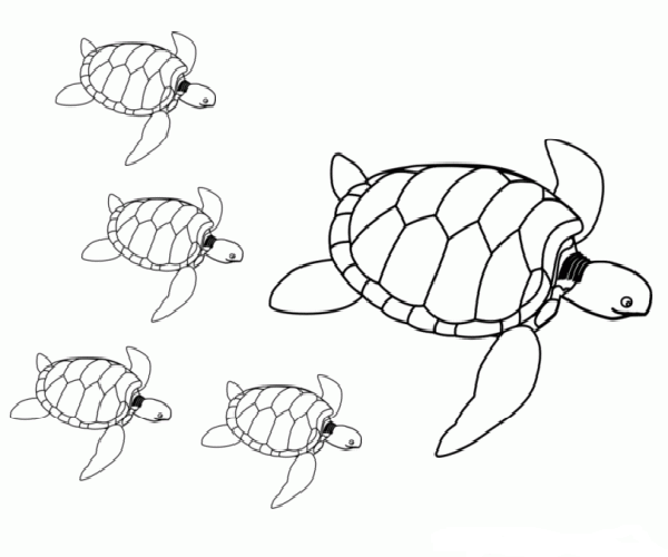 600x500 Line Art Turtle