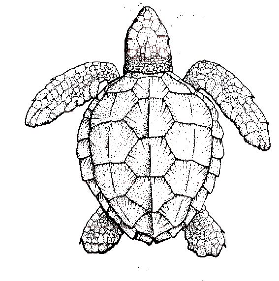 567x572 Symmetry Of Sea Turtle Shell New Tattoo Ideas