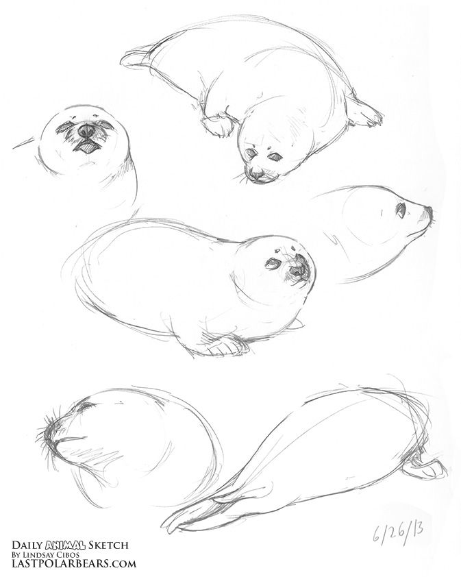 673x842 Daily Animal Sketch Arctic Bundle Last Of The Polar Bears