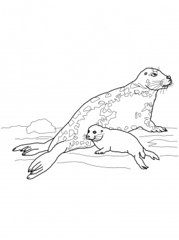 262x350 Gray Seal Mother And Baby Coloring Page Super Coloring Zodius