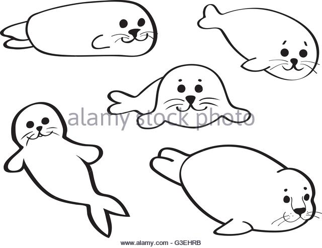 640x494 Harp Seal Cut Out Stock Images Amp Pictures
