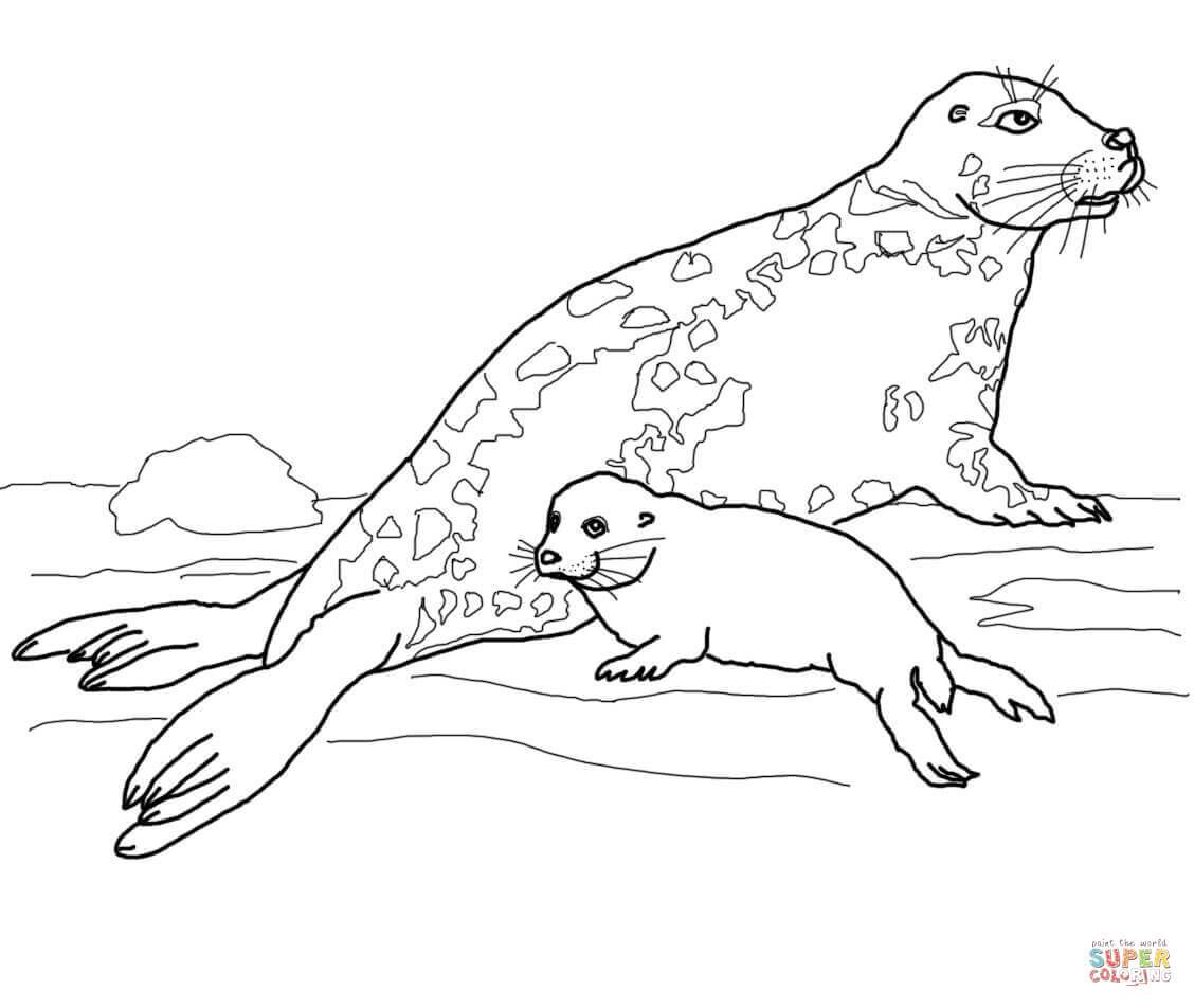 1128x952 Baby Seal Coloring Pages Coloring Page For Kids