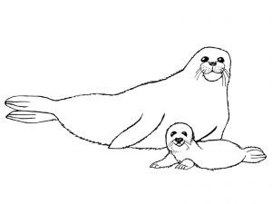 300x225 Baby Harp Seal To Color Mom And Baby Harp Seals