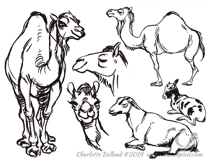 720x556 Zoo Drawings Bellandpixel