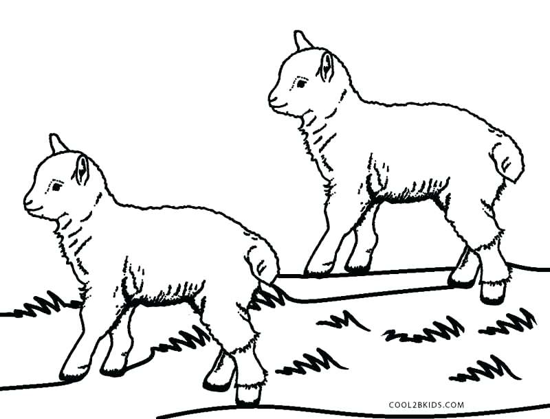 800x610 Coloring Page Of Sheep