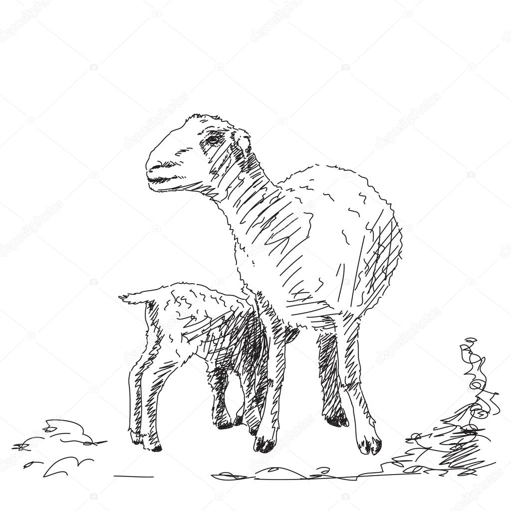 1024x1024 Baby Lamb Stock Vector Olgatropinina