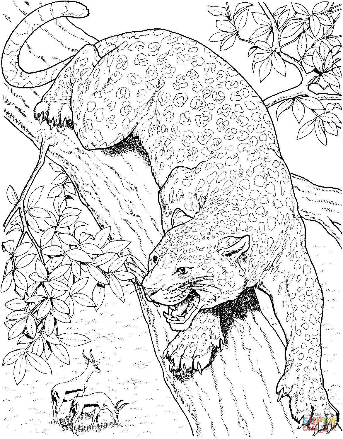 1171x1500 Coloring Snow Leopard Coloring Pages