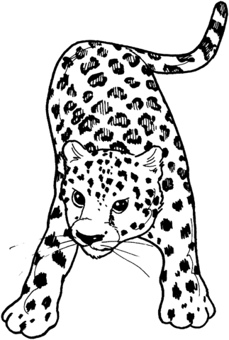323x480 Leopard 15 Coloring Page Free Printable Coloring Pages