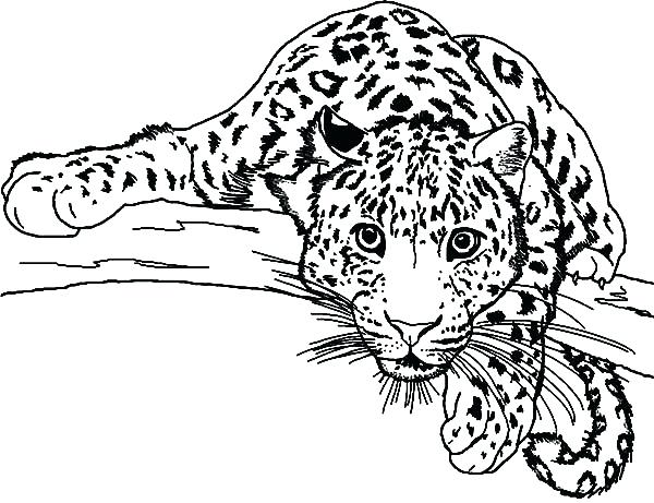 600x461 Leopard Clipart Medium Size Of Cheetah Book Cartoon How To Draw