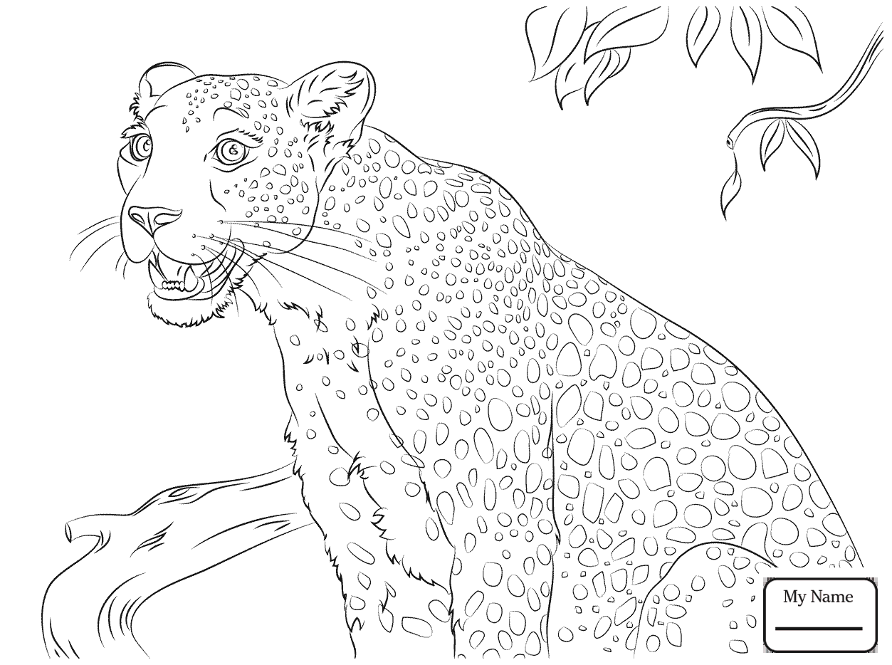 1253x934 Snow Leopard Hunting Mammals Coloring Pages For Kids