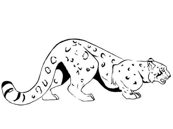 600x450 Snow Leopard Tattoo Sample