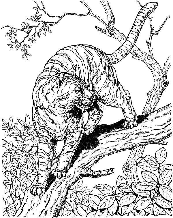 600x759 Baby Snow Leopard Coloring Pages Batch Coloring