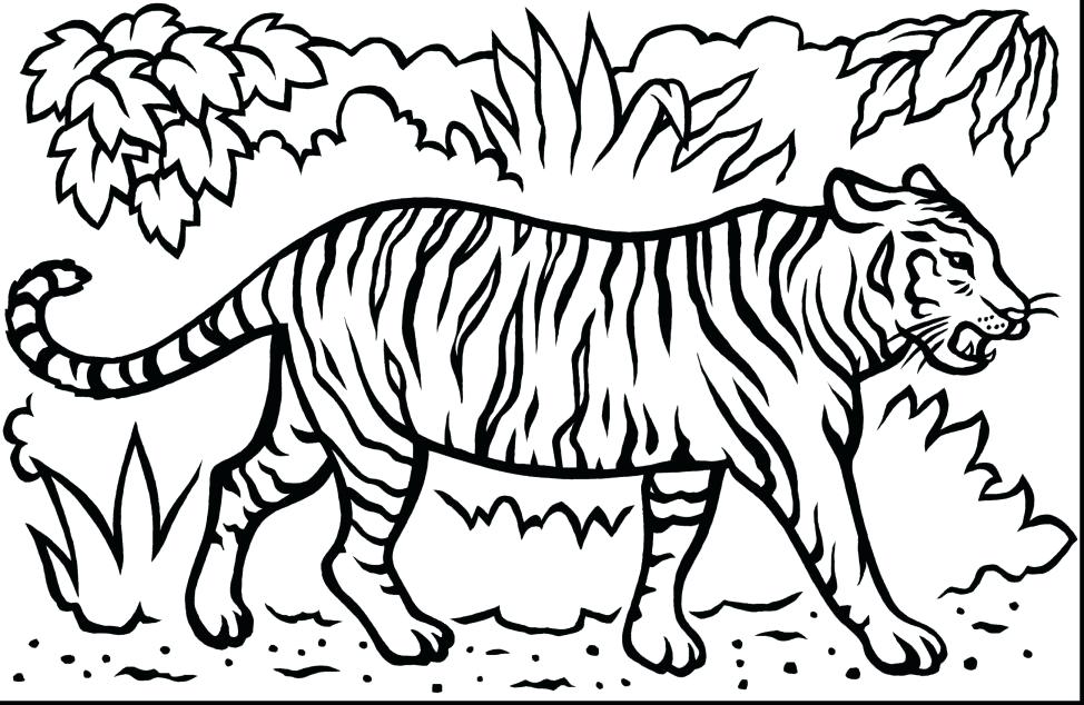 974x634 Baby Tiger Coloring Pages Coloring Coloring Sheets Spectacular