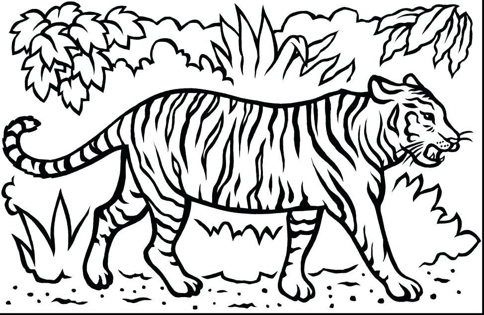 974x634 Baby Tiger Coloring Pages