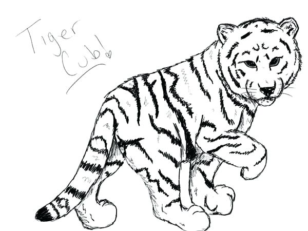 600x450 Tiger Cub Coloring Pages Amazing Tiger Coloring On Picture Page