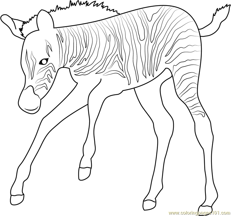 800x747 Baby Zebra Up Coloring Page