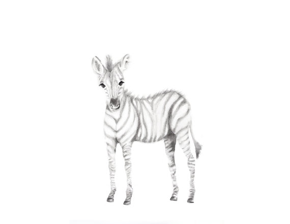 570x440 Zebra Art Print Safari Nursery Animal Nursery Art Baby