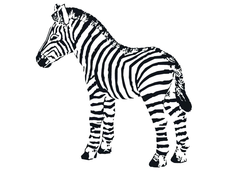 940x705 Baby Zebra Coloring Pages Baby Zebra Coloring Pictures Cartoon