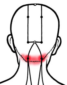 216x274 Headaches In The Back Of The Head Eagle Herbs Com