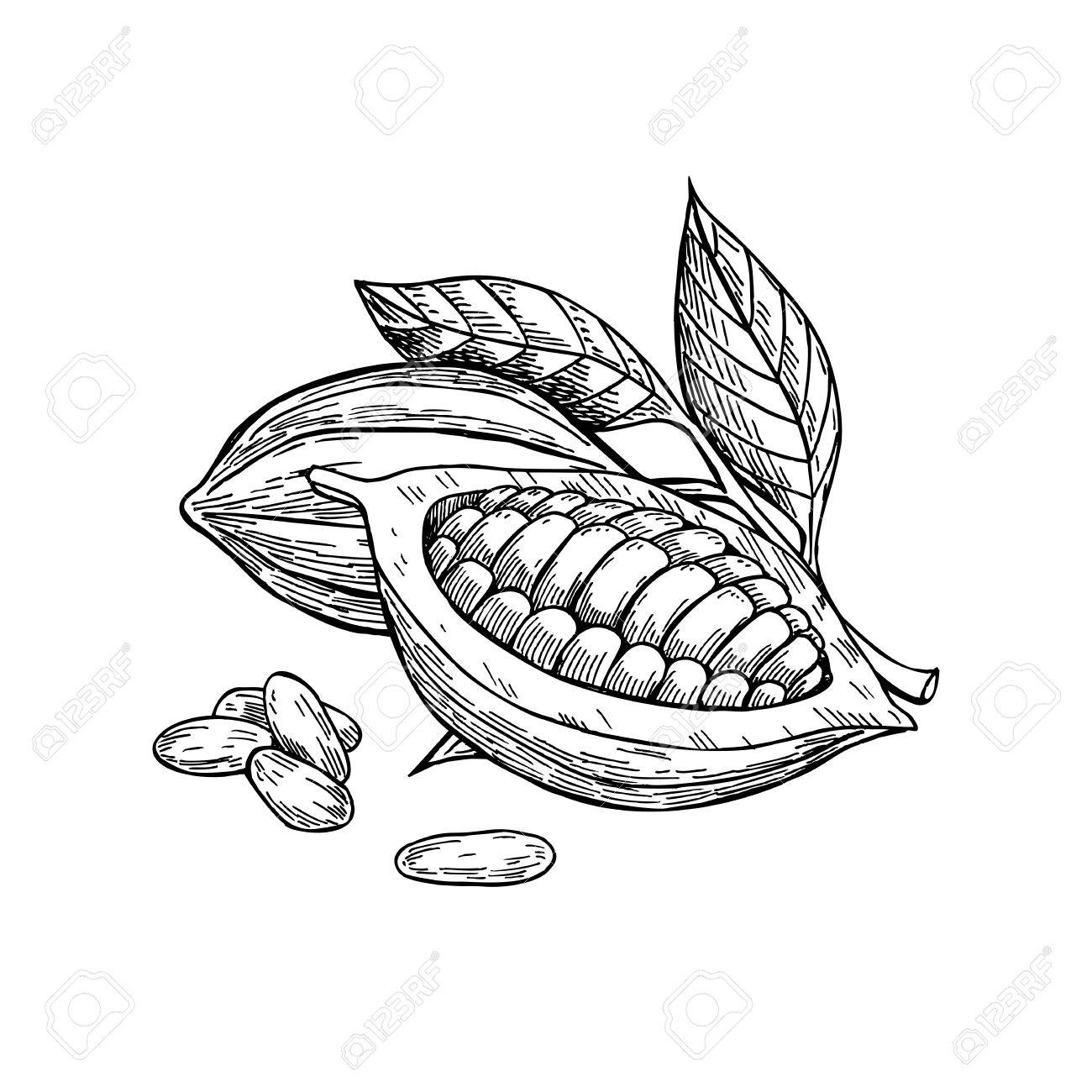 1300x1300 Cocoa Vector Superfood Drawing Set. Isolated Hand Drawn