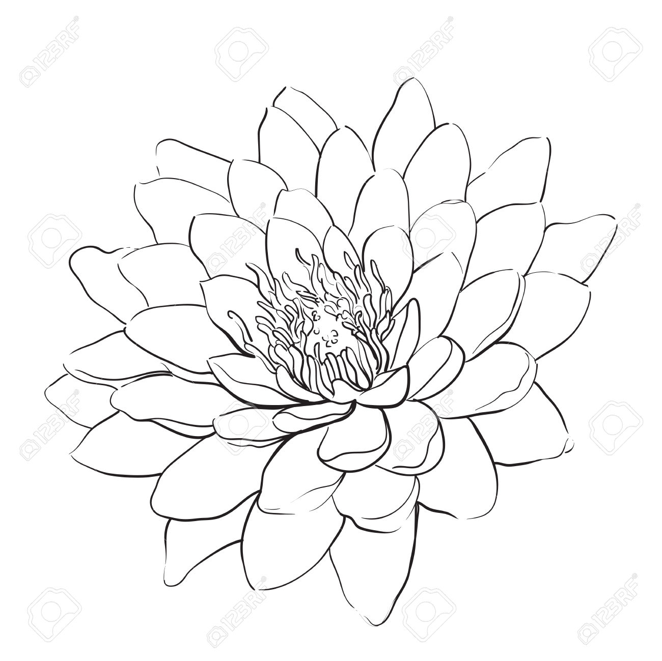 1300x1299 Lotus Flower Outline Drawing Outline Lotus Flower On White