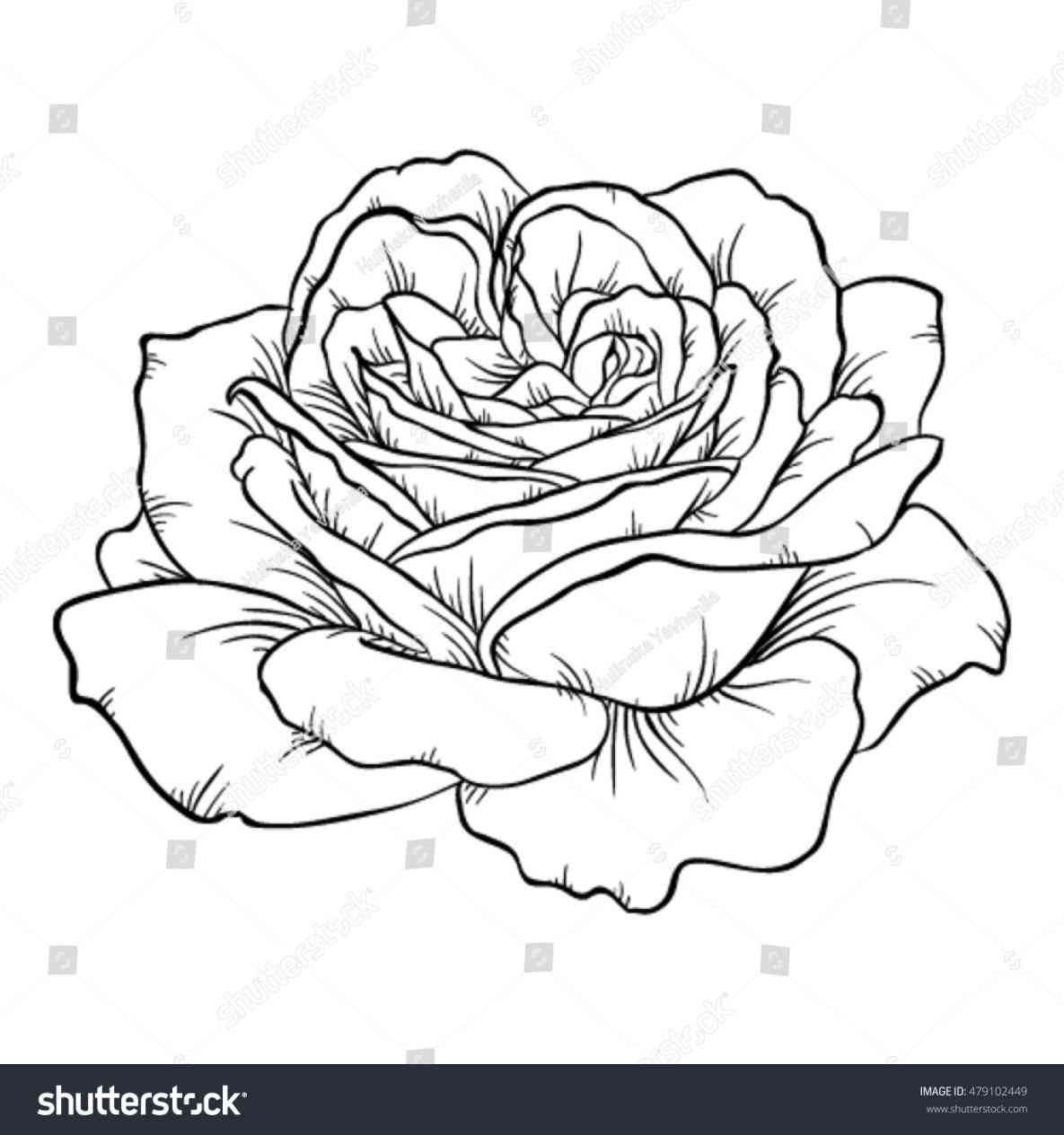 1185x1264 White Rose Black Background Drawing Freespywarefixescom