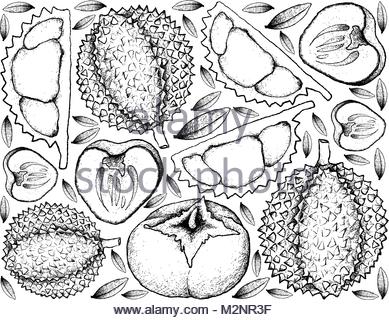 389x320 Korean Illustration Drawing Of Persimmon Tree Branches Stock Photo