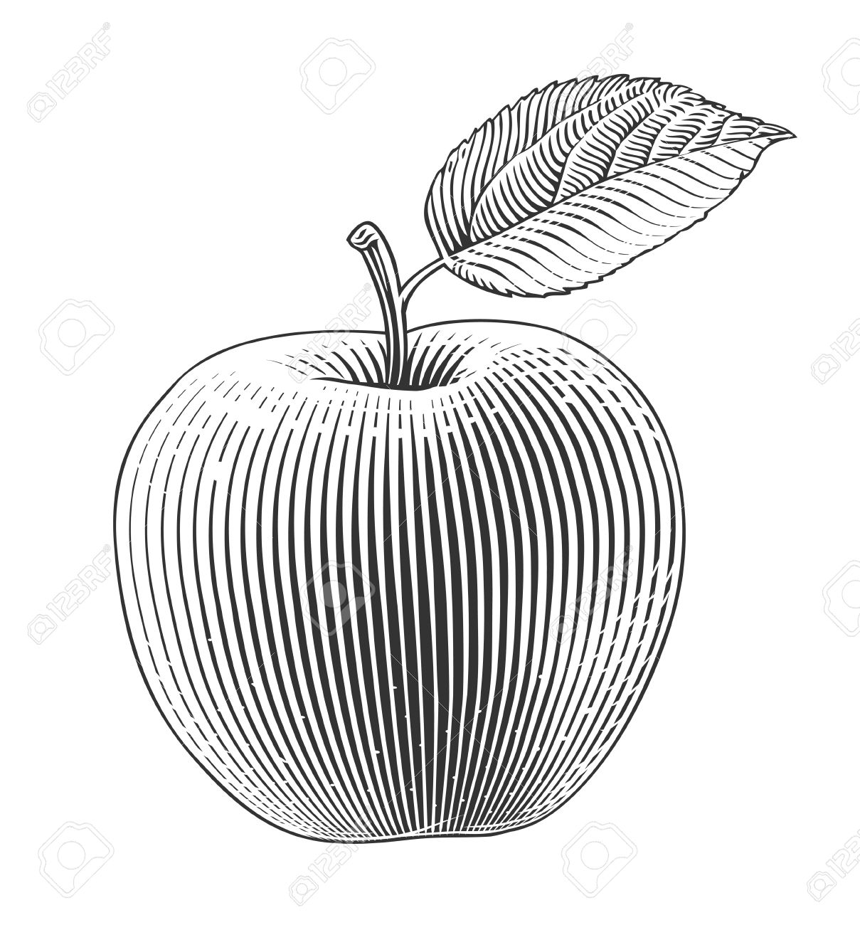 1209x1300 Apple On Transparent Background In Engraving Style Royalty Free