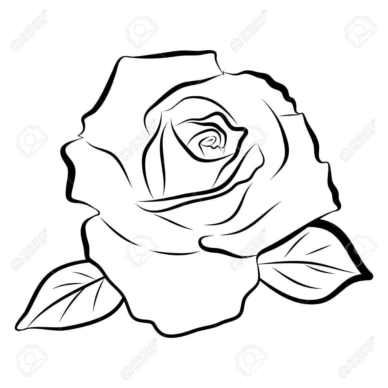 1300x1300 Sketch Line Drawing Of Rose Isolated Illustration On White