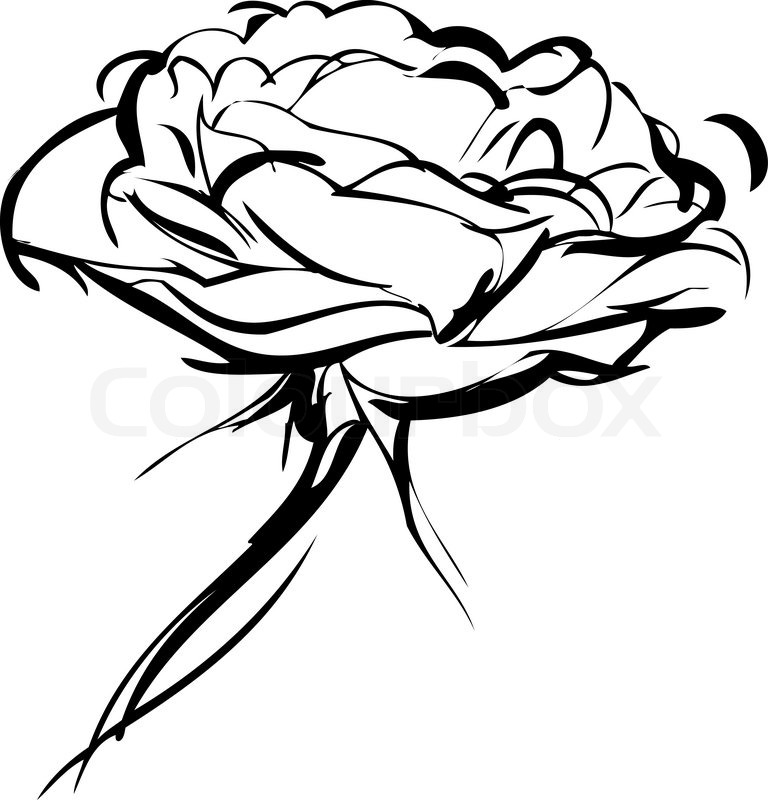 768x800 Sketch Of Rose On A White Background Stock Vector Colourbox