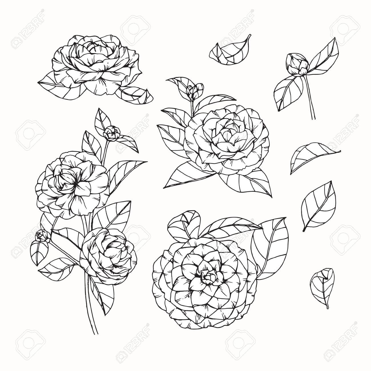 1300x1300 Camellia Flowers Drawing And Sketch With Line Art On White