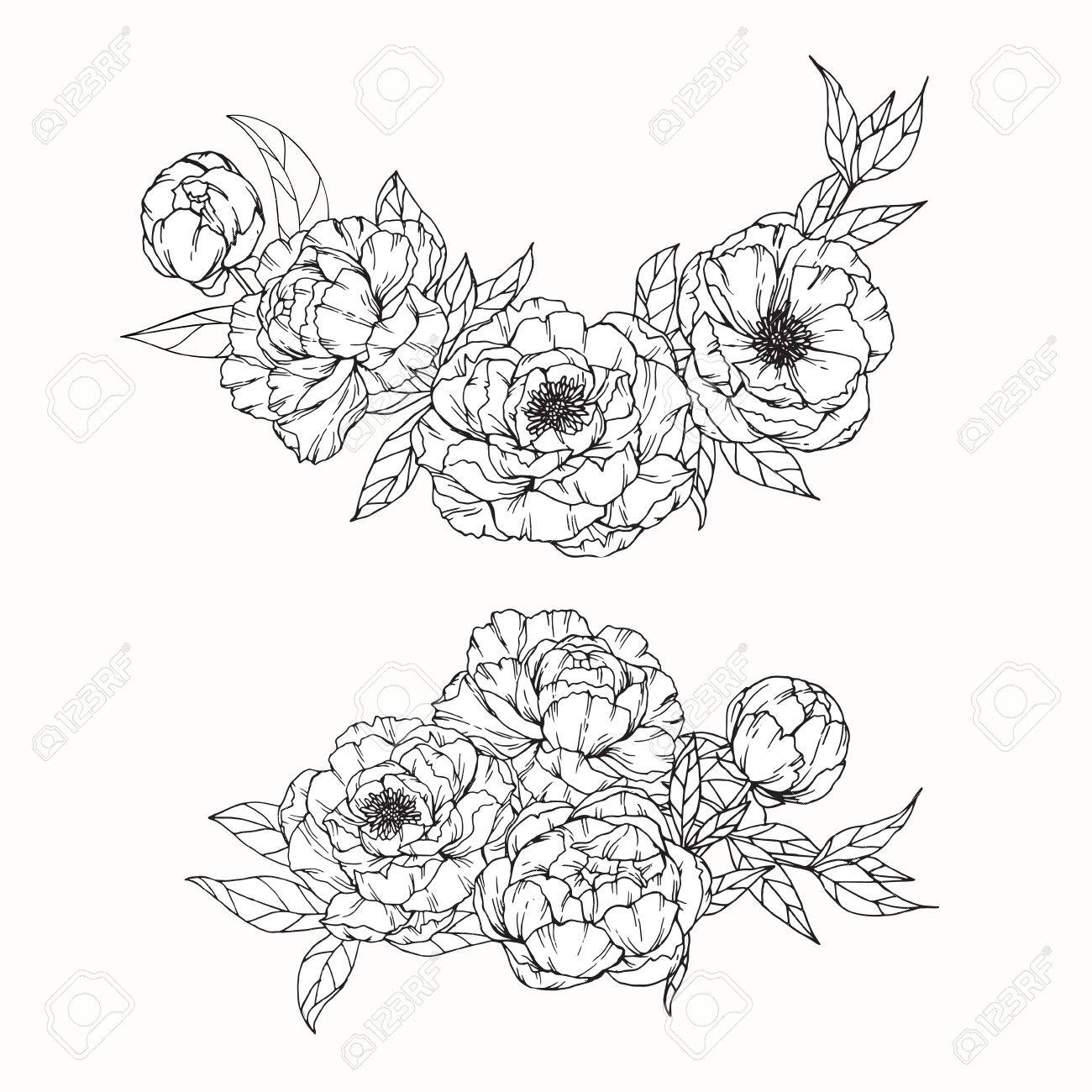 1300x1300 Peony Flowers Drawing And Sketch With Line Art On White