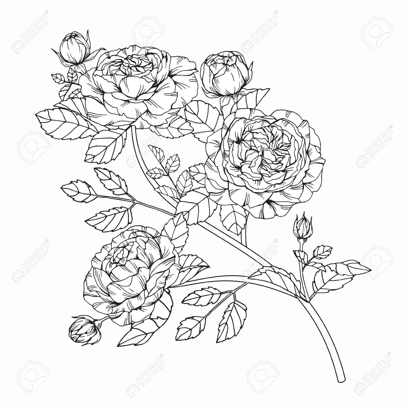 1300x1300 Rose Flowers Drawing And Sketch With Line Art On White Backgrounds