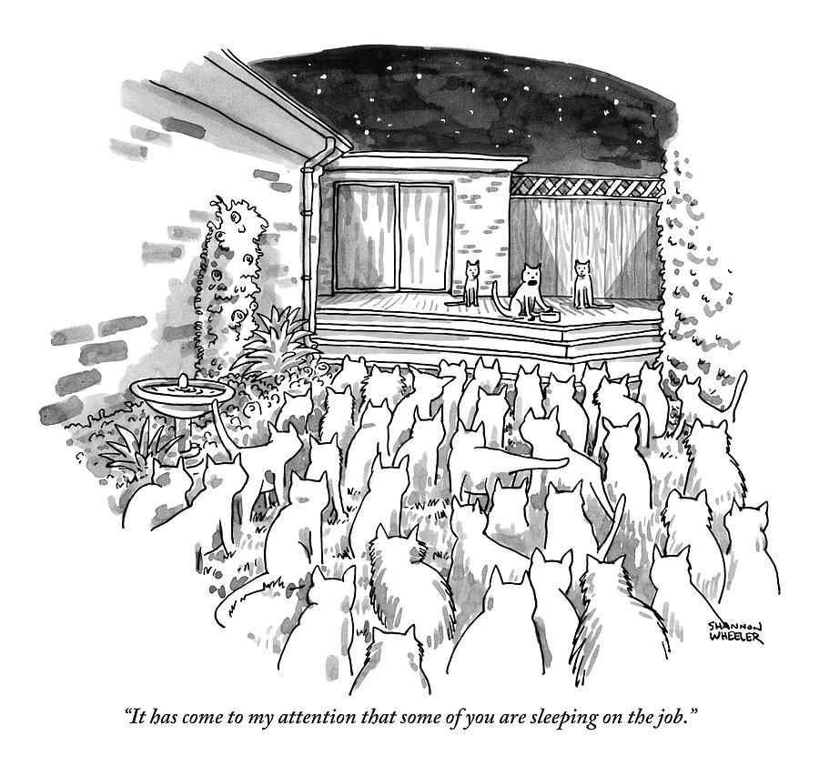 900x842 An Assembly Of Cats In A Backyard Led By Three Drawing By Shannon